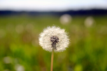Beautiful white dandelion on a lawn