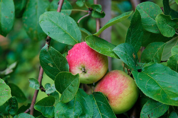 apples on a tree branch