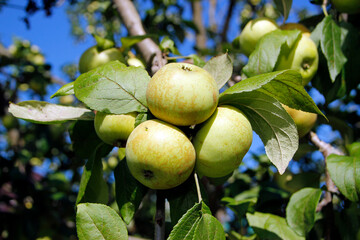 apples on a tree branch