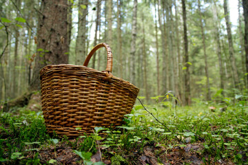 Basket with mushrooms boletus in the forest