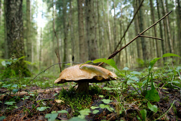 Boletus mushroom on moss in the forest