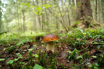 Boletus mushroom on moss in the forest