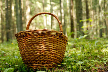 Basket with mushrooms boletus in the forest