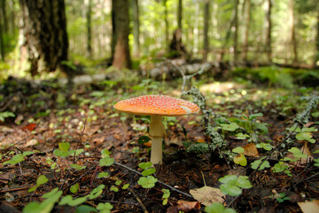 Amanita muscaria in forest - poisonous toadstool commonly known as fly agaric or fly amanita