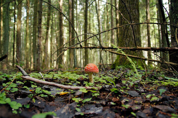 Amanita muscaria in forest - poisonous toadstool commonly known as fly agaric or fly amanita