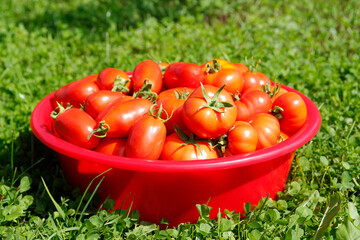 Red  tomatoes in a basket on the grass