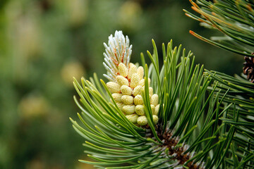 Young pine cone close-up. Nature, environment background