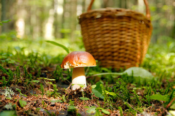 Boletus mushroom on moss in the forest