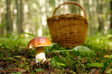 Boletus mushroom on moss in the forest