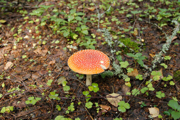 Amanita muscaria in forest - poisonous toadstool commonly known as fly agaric or fly amanita