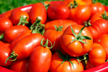 Top view of delicious tomatoes. Vegetable market concept