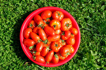 Top view of delicious tomatoes. Vegetable market concept