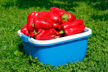 Red pepper in a basket on the grass