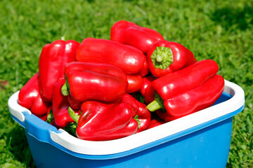 Red pepper in a basket on the grass