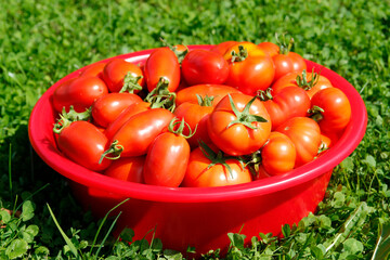 Red tomatoes in a basket on the grass