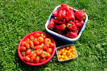 Red and yellow tomatoes in a basket on the grass