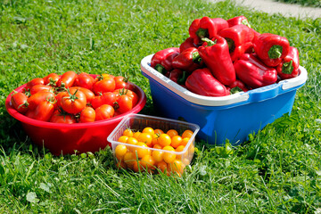 Red and yellow tomatoes in a basket on the grass