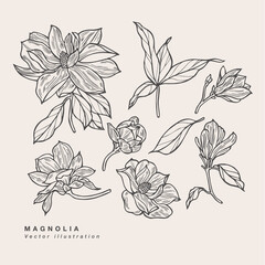 Hand draw vector magnolia flowers illustration. Floral wreath. Botanical floral card on white background. © oxygen_8