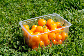 Yellow cherry tomatoes in a basket on the grass