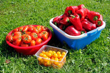 Red and yellow tomatoes in a basket on the grass