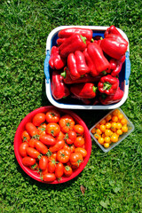 Red and yellow tomatoes in a basket on the grass