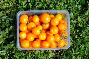 Yellow cherry tomatoes top view