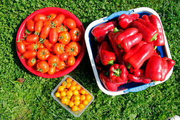 Red and yellow tomatoes in a basket on the grass