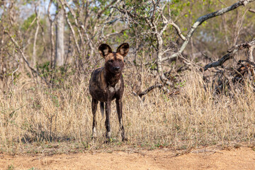 African Wild Dog