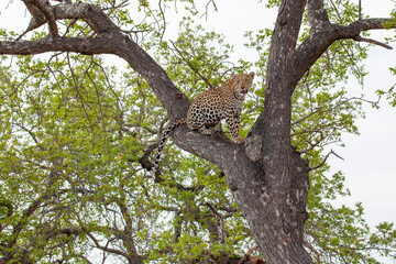 Fototapeta na wymiar Leopard in tree