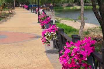 Petunia flowers in the park. Fence decor along the alley.
