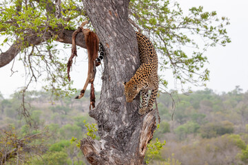 Leopard and kill in a tree