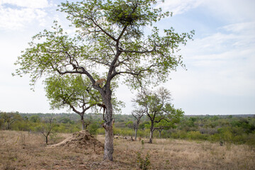Wide shot of leopard in tree