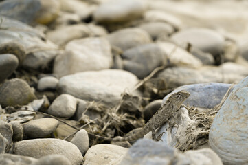 chameleon on the stones