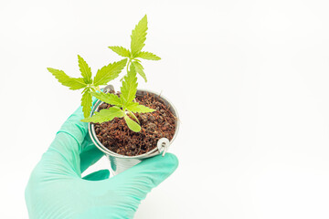 Top view of hand holding cannabis seedling growth in a potted over on a white background