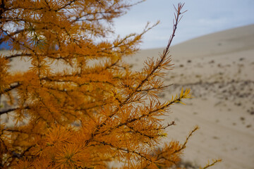 Branches of yellow larch in autumn