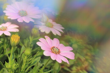 Sunshine Rainbow flowers under refraction