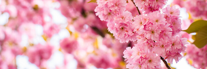 beautiful background of flowering sakura flowers in early spring season.