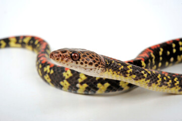 Panamanian Spotted Nightsnake, Panama Spotted Night Snake, Checkerbelly (Siphlophis cervinus)