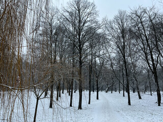 Fresh city snow in city park, winter