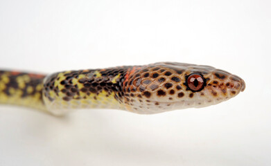 Panamanian Spotted Nightsnake, Panama Spotted Night Snake, Checkerbelly (Siphlophis cervinus)