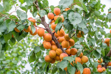 many apricot fruits on a tree in the garden on a bright summer day. Organic fruits. Healthy food. Ripe apricots.