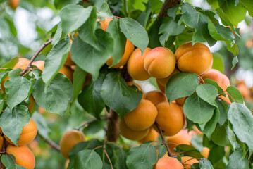 many apricot fruits on a tree in the garden on a bright summer day. Organic fruits. Healthy food. Ripe apricots.