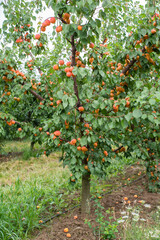 many apricot fruits on a tree in the garden on a bright summer day. Organic fruits. Healthy food. Ripe apricots.