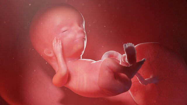 3d rendered illustration of a human fetus - week 13
