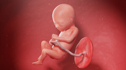 3d rendered illustration of a human fetus - week 17
