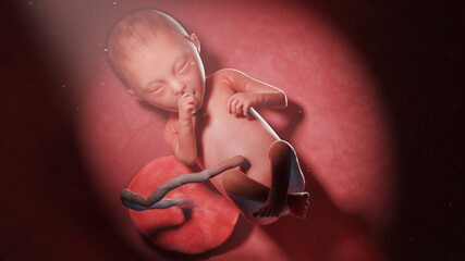 3d rendered illustration of a human fetus - week 25