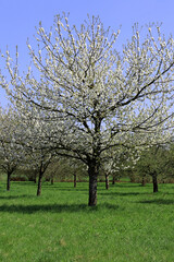 Obraz premium Hintergrund Frühling - wunderschöne Apfelblüten an einer Reihe von Bäumen in Bayern