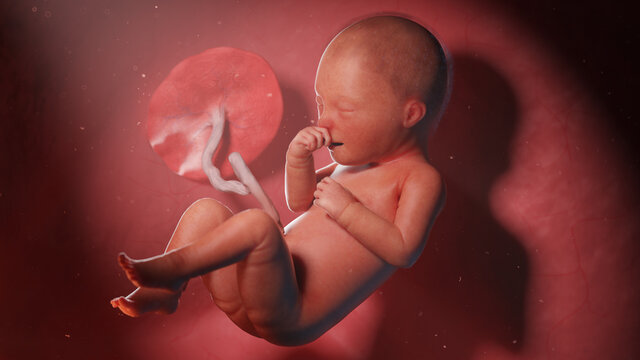 3d rendered illustration of a human fetus - week 34