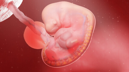 3d rendered illustration of a human embryo - week 6
