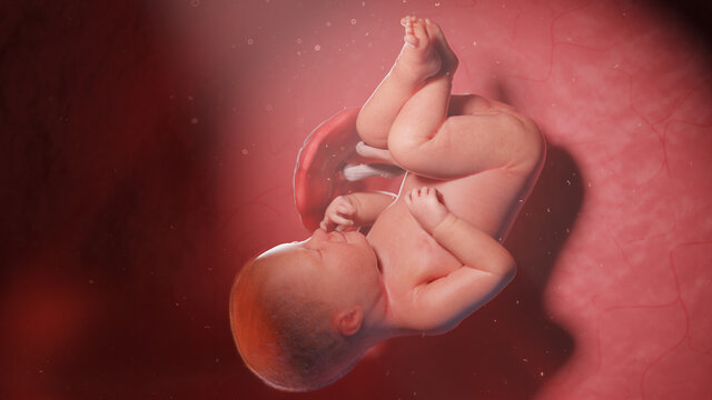 3d rendered illustration of a human fetus - week 39